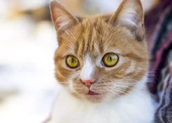 Hachiko, la storia del gatto