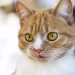Hachiko, la storia del gatto
