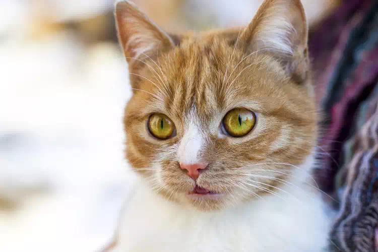 Hachiko, la storia del gatto