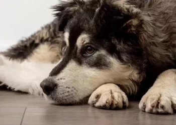 La fedeltà del cane Zhongbao