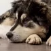 La fedeltà del cane Zhongbao