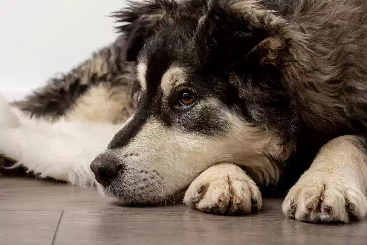 La fedeltà del cane Zhongbao