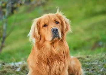 Labrador aspetta ogni sera la mamma umana alla fermata dell’autobus