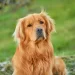 Labrador aspetta ogni sera la mamma umana alla fermata dell’autobus