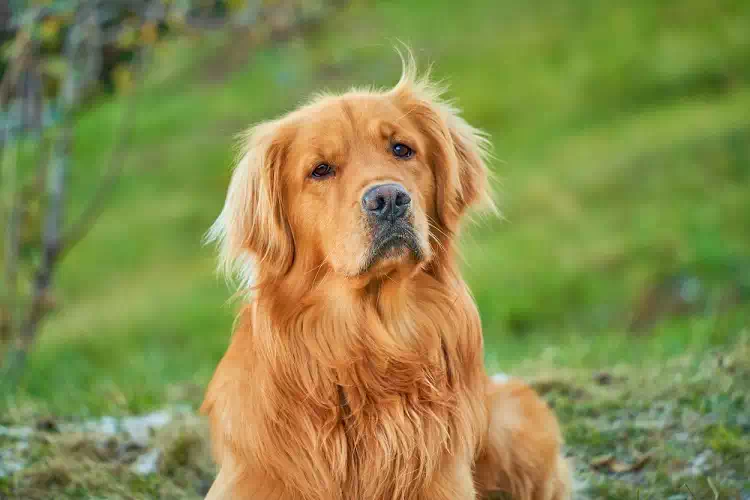 Labrador aspetta ogni sera la mamma umana alla fermata dell’autobus