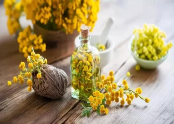 Oleolito di mimosa fatto in casa