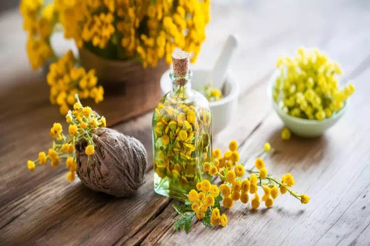 Oleolito di mimosa fatto in casa