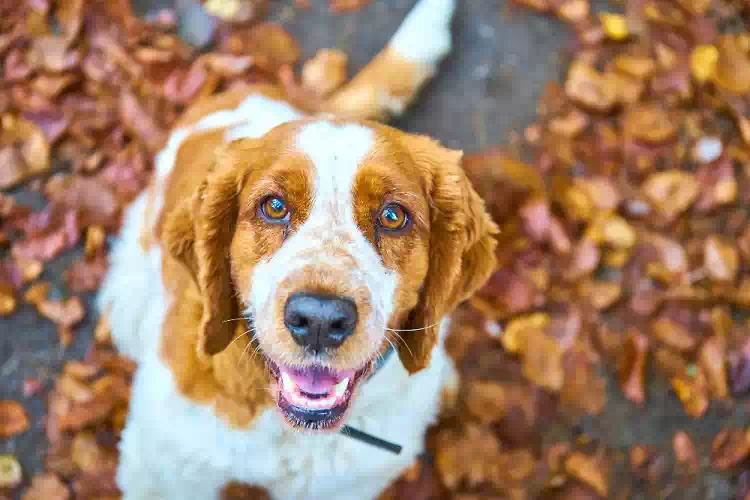 La storia a lieto fine della cagnolina Alicinha: Salva grazie al gesto di una vicina di casa