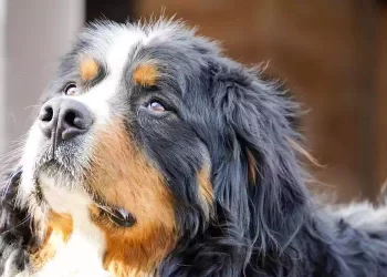 Cosa pensa il nostro cane quando assiste ad una discussione