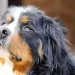 Cosa pensa il nostro cane quando assiste ad una discussione