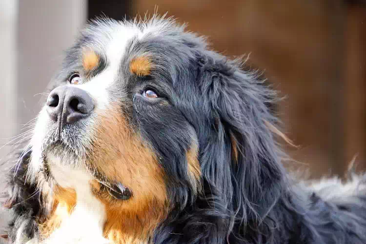 Cosa pensa il nostro cane quando assiste ad una discussione