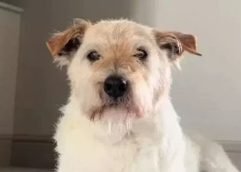 Monty, il cane di 22 anni più longevo dei social