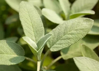 Salvia sotto il cuscino per attirare energia positiva