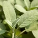Salvia sotto il cuscino per attirare energia positiva
