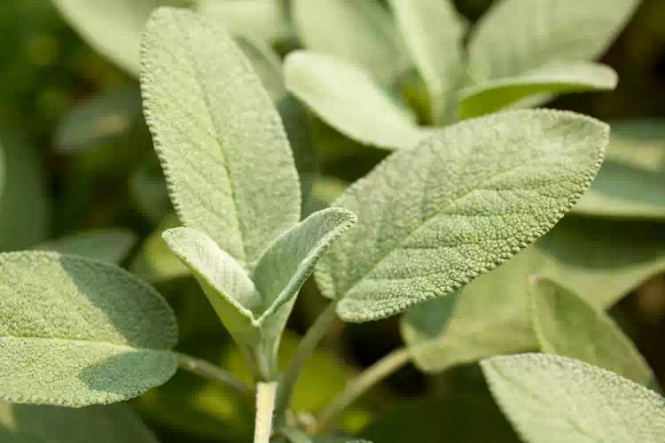 Salvia sotto il cuscino per attirare energia positiva