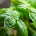 Basilico, le proprietà miracolose