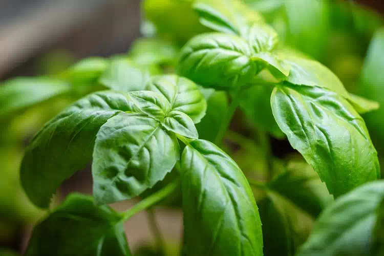 Basilico, le proprietà miracolose