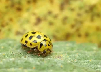 Coccinella gialla: Cosa significa quando ne troviamo una in casa