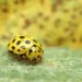 Coccinella gialla: Cosa significa quando ne troviamo una in casa