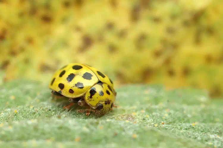 Coccinella gialla: Cosa significa quando ne troviamo una in casa