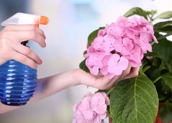 Cocciniglia delle piante: 5 rimedi naturali
