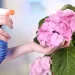 Cocciniglia delle piante: 5 rimedi naturali
