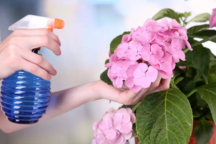 Cocciniglia delle piante: 5 rimedi naturali