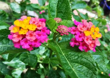 Coltivare la Lantana