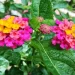 Coltivare la Lantana