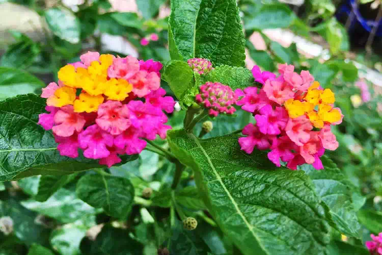 Coltivare la Lantana