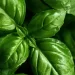 Il Basilico: Tutti I segreti di una pianta comune