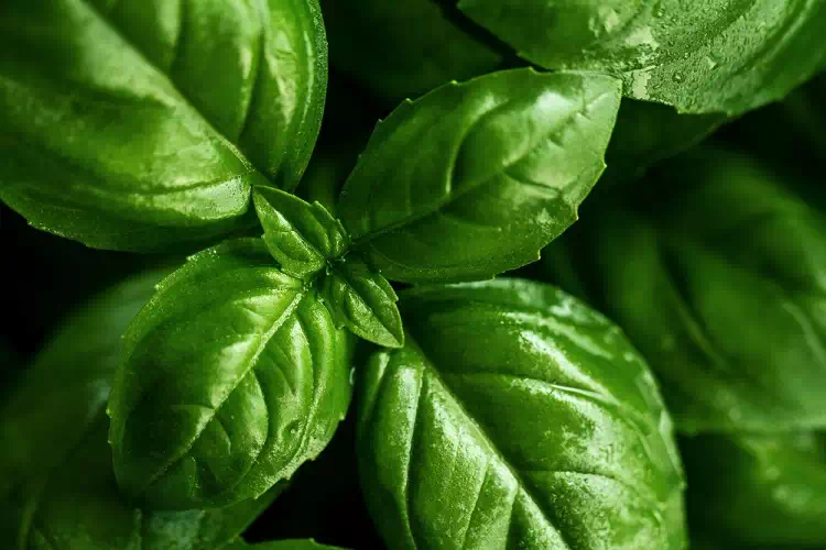 Il Basilico: Tutti I segreti di una pianta comune