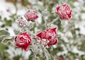 Il freddo di Primavera: Arrivano i “Nodi del Freddo” del 10 e 25 aprile
