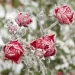 Il freddo di Primavera: Arrivano i “Nodi del Freddo” del 10 e 25 aprile