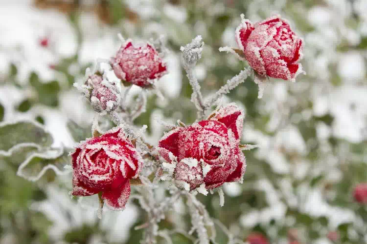 Il freddo di Primavera: Arrivano i “Nodi del Freddo” del 10 e 25 aprile