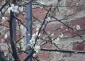 Il miracolo dei fiori di Bra