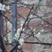 Il miracolo dei fiori di Bra