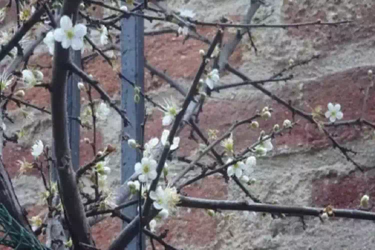 Il miracolo dei fiori di Bra