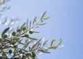 La Domenica delle Palme