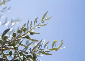 La Domenica delle Palme