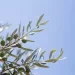La Domenica delle Palme
