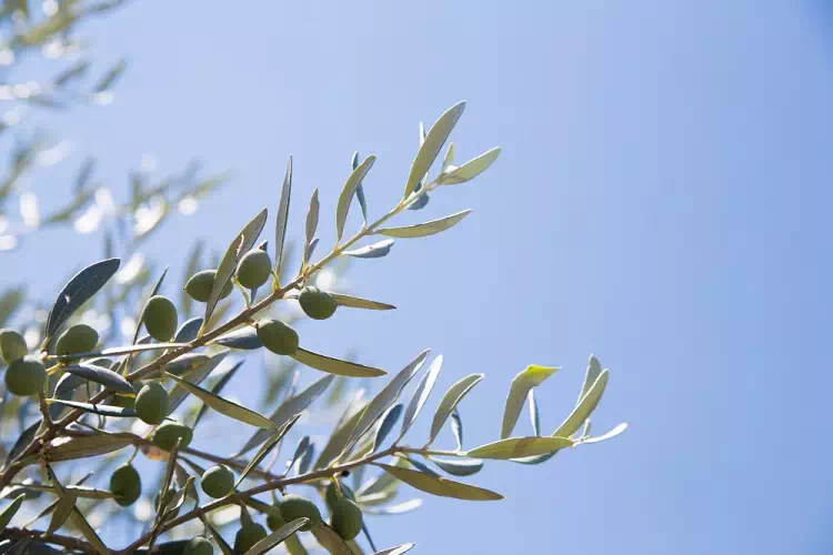 La Domenica delle Palme