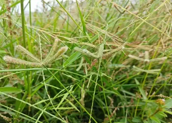 Se hai questa pianta in giardino sei fortunato