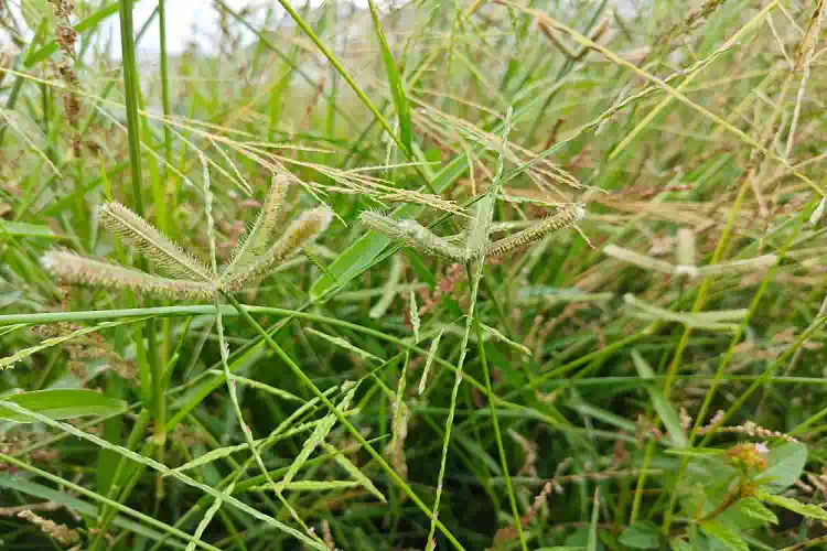 Se hai questa pianta in giardino sei fortunato
