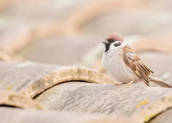 Se trovi un passero vicino casa sei fortunato