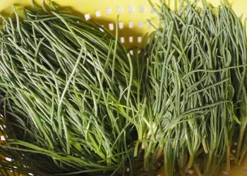 Agretti: La verdura ricca di fibre e povera di calorie