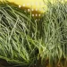 Agretti: La verdura ricca di fibre e povera di calorie