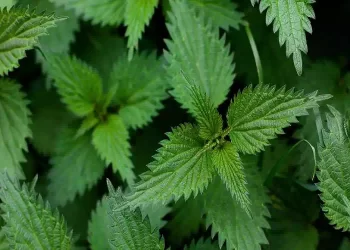 Ortica: perchè è così importante