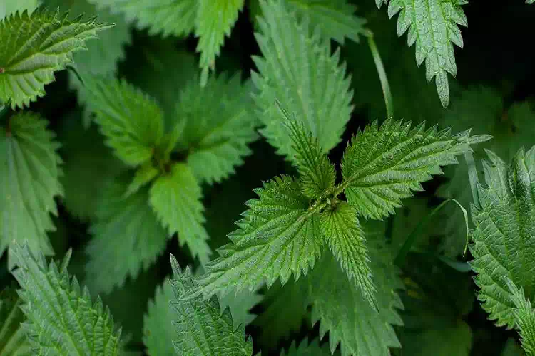 Ortica: perchè è così importante