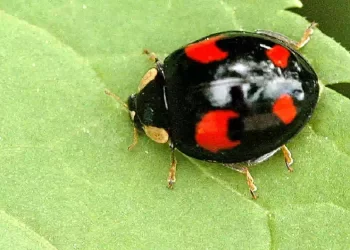 Sai cosa significa trovare una coccinella nera con i puntini rossi